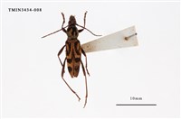 藏品(竹虎天牛)的圖片